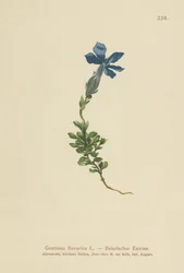 Bavarian Gentian